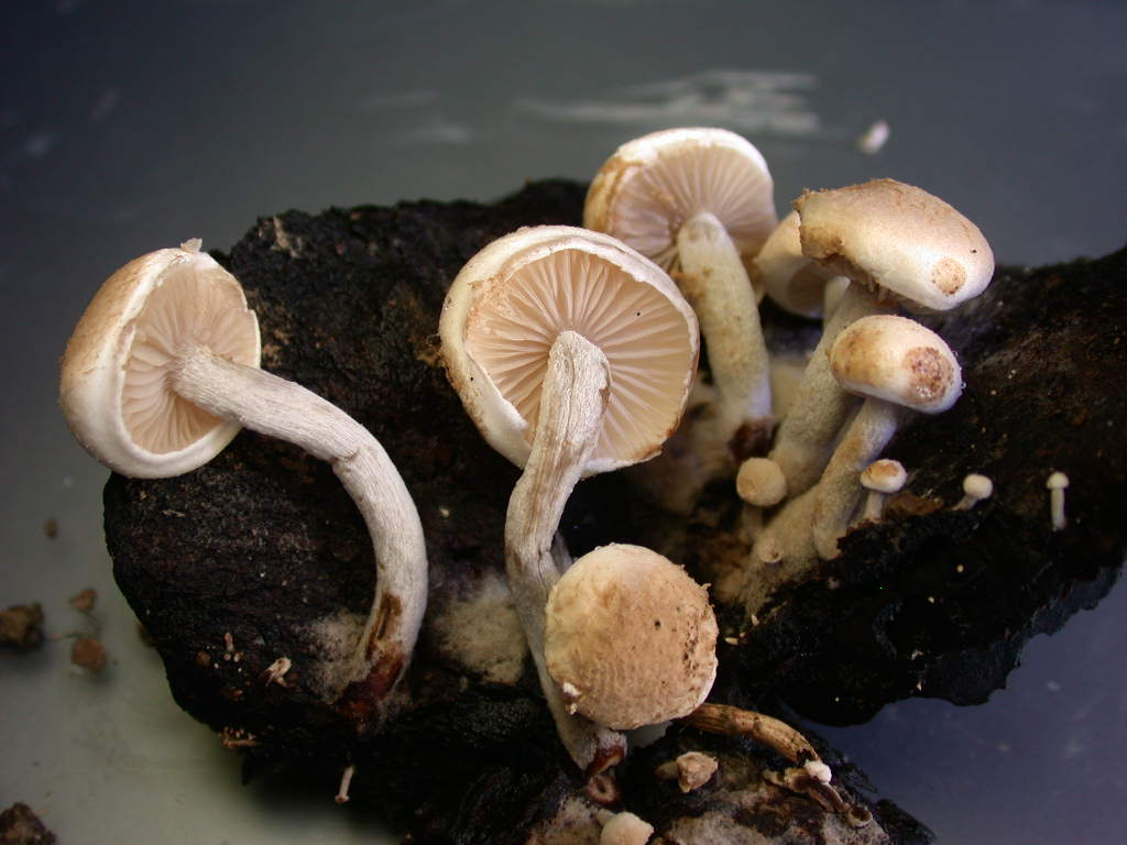 Sar� facile ....  ???   Quizzzz